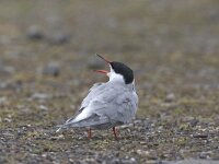 visdief, Common Tern  Visdief, Common Tern : Visdief, bird, born to travel, common tern, ondervleugel, onderzijde, stern, tern, vliegbeeld, vliegend, vogel, water, watervogel, white, wit