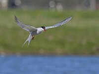 Sterna hirundo 38, Visdief, Saxifraga-Rik Kruit