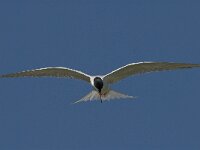 Sterna hirundo 48, Visdief, Saxifraga-Jan van der Straaten