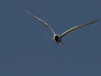 Sterna hirundo 60, Visdief, Saxifraga-Jan van der Straaten