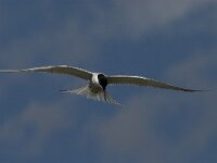 Sterna hirundo 64, Visdief, Saxifraga-Jan van der Straaten