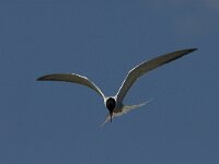 Sterna hirundo 66, Visdief, Saxifraga-Jan van der Straaten
