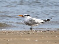 Sterna maxima 2, Koningsstern, Saxifraga-Bart Vastenhouw