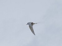 Sterna paradisaea 104, Noordse stern, Saxifraga-Willem van Kruijsbergen