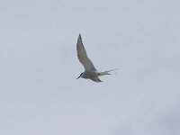 Sterna paradisaea 105, Noordse stern, Saxifraga-Willem van Kruijsbergen