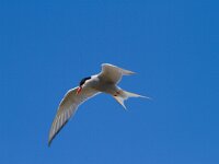 Noordse stern  Noordse stern jagend