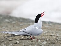 Sterna paradisaea 66, Noordse stern, Saxifraga-Bart Vastenhouw