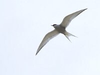 Sterna paradisaea 93, Noordse stern, Saxifraga-Willem van Kruijsbergen