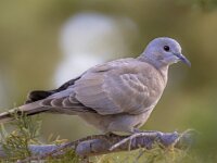 Eurasian collared dove on  branch of conifer  Eurasian collared dove (Streptopelia decaocto) on a branch of a conifer on the island of Cyprus : Eurasian, Netherlands, Turkish, animal, april, background, balkan, beak, beautiful, bird, branch, britain, close, collared, collared-dove, cyprus, decaocto, dove, europe, european, fauna, feather, france, garden, germany, greece, grey, head, image, may, natural, nature, one, ornithology, park, pigeon, portrait, profile, sitting, streptopelia, summer, tortel, turkey, uk, watching, white, wild, wildlife, wing, wood