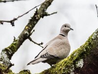 Streptopelia decaocto, Turkse tortel, adult, Saxifraga-Theo Verstrael 12