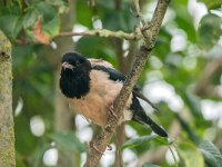 Pastor roseus 15, Roze spreeuw, adult, Saxifraga-Theo Verstrael