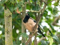 Pastor roseus 17, Roze spreeuw, adult, Saxifraga-Theo Verstrael