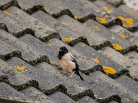 Pastor roseus 21, Roze spreeuw, adult, Saxifraga-Theo Verstrael