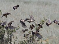 Pastor roseus 7, Roze spreeuw, Saxifraga-Mark Zekhuis