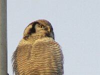 Surnia ulula 12, Sperweruil, Saxifraga-Mark Zekhuis