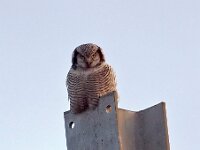 Surnia ulula 16, Sperweruil, Saxifraga-Hans Dekker