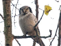 Surnia ulula 24, Sperweruil, Saxifraga-Bart Vastenhouw