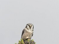 Surnia ulula 5, Sperweruil, Saxifraga-Martin Mollet