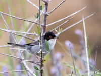 Sylvia melanocephala 11, Kleine zwartkop, adult, male, Saxifraga-Theo Verstrael