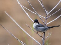 Sylvia melanocephala 13, Kleine zwartkop, adult, male, Saxifraga-Theo Verstrael
