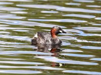 Tachybaptus ruficollis 12, Dodaars, Saxifraga-Henk Baptist