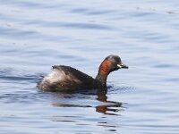 Tachybaptus ruficollis 13, Dodaars, Saxifraga-Henk Baptist