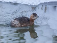 Tachybaptus ruficollis 38, Dodaars, Saxifraga-Luc Hoogenstein