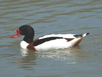 Tadorna tadorna 10, Bergeend, Saxifraga-Jan van der Straaten