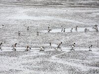 Tadorna tadorna 105, Bergeend, adult, Saxifraga-Theo Verstrael