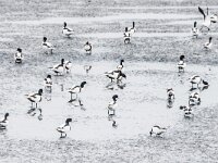 Tadorna tadorna 106 Bergeend, adult, Saxifraga-Theo Verstrael