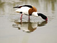 Tadorna tadorna 17, Bergeend, Saxifraga-Piet Munsterman