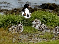 Tadorna tadorna 18, Bergeend, Saxifraga-Piet Munsterman