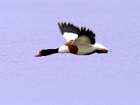 Tadorna tadorna 19, Bergeend, Saxifraga-Piet Munsterman