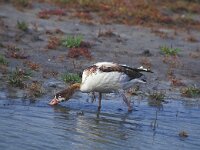 Tadorna tadorna 21, Bergeend, juvenile, Saxifraga-Piet Munsterman