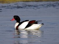 Tadorna tadorna 26, Bergeend, Saxifraga-Iztok Skornik