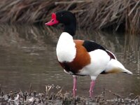 Tadorna tadorna 27, Bergeend, Saxifraga-Iztok Skornik