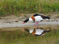 Tadorna tadorna 32, Bergeend, Saxifraga-Piet Munsterman