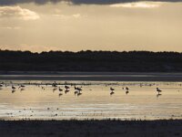 Tadorna tadorna 38, Bergeend, Saxifraga-Mark Zekhuis