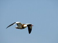 Tadorna tadorna 4, Bergeend, Saxifraga-Jan van der Straaten