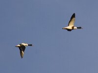 Tadorna tadorna 42, Bergeend, Saxifraga-Mark Zekhuis