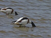 Tadorna tadorna 43, Bergeend, Saxifraga-Rik Kruit