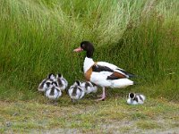 Tadorna tadorna 5, Bergeend, Saxifraga-Piet Munsterman