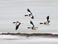 Tadorna tadorna 51, Bergeend, Saxifraga-Bart Vastenhouw