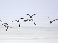 Tadorna tadorna 54, Bergeend, Saxifraga-Bart Vastenhouw