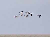 Tadorna tadorna 57, Bergeend, Saxifraga-Mark Zekhuis