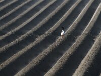 Tadorna tadorna 58, Bergeend, Saxifraga-Dirk Hilbers