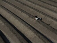 Tadorna tadorna 59, Bergeend, Saxifraga-Dirk Hilbers