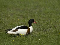 Tadorna tadorna 6, Bergeend, male, Saxifraga-Marijke Verhagen