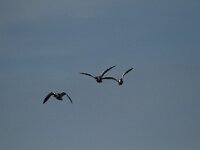 Tadorna tadorna 62, Bergeend, Saxifraga-Dirk Hilbers