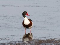 Tadorna tadorna 69, Bergeend, Saxifraga-Henk Baptist